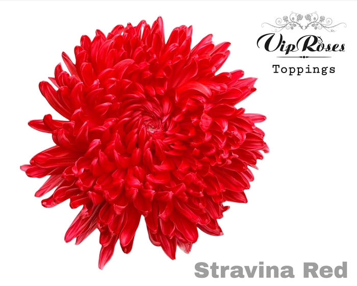 <h4>CHR G STRAVINA RED</h4>