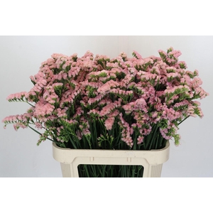 Limonium sinuatum Lucia Apricot+
