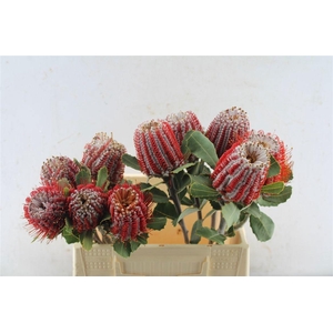 BANKSIA COCCINEA