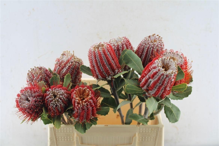 <h4>BANKSIA COCCINEA</h4>