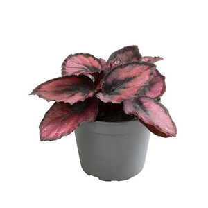 BEGONIA X-HYBRID P6 RED KISS