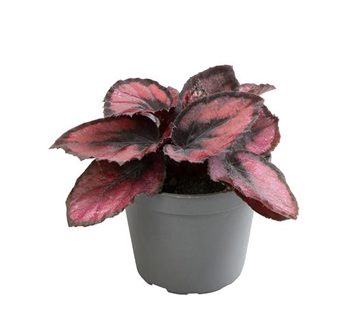 <h4>BEGONIA X-HYBRID P6 RED KISS</h4>