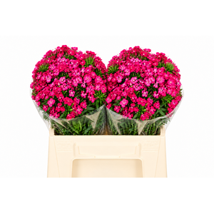 Dianthus Br Amazon Neon Cherry