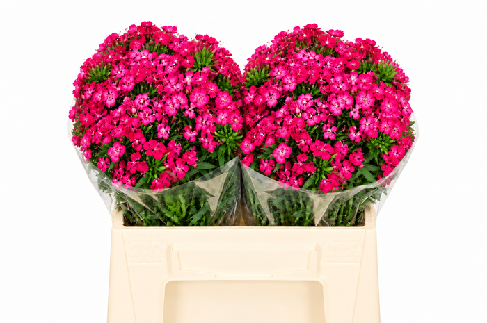 <h4>Dianthus Br Amazon Neon Cherry</h4>