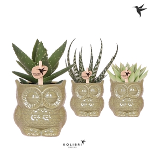 Kolibri Greens Succulenten mix in Owl pot green