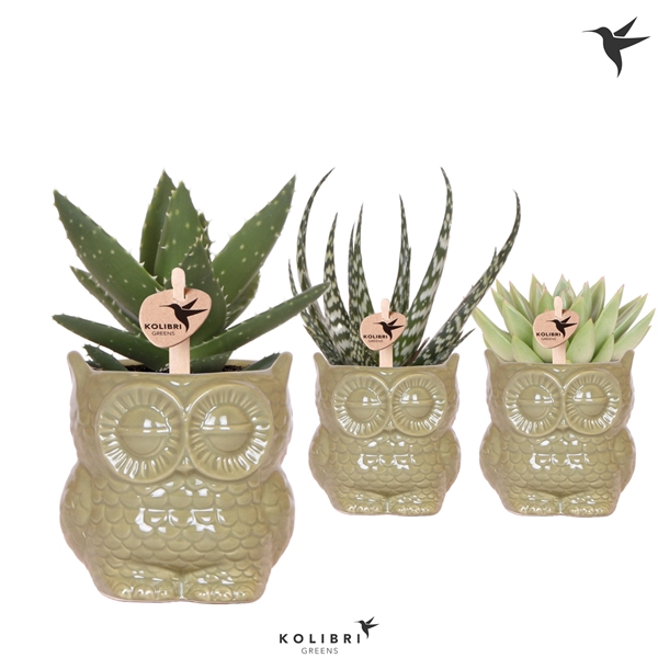 <h4>Kolibri Greens Succulenten mix in Owl pot green</h4>