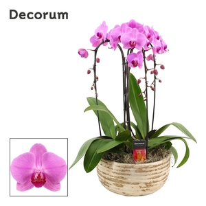 Luna cascade 3 tak symphony pink (Deco-collection)