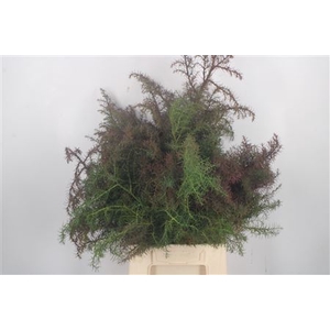 Con Cryptomeria Elegans Per Pak