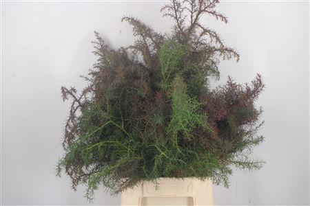 <h4>Con Cryptomeria Elegans Per Pak</h4>