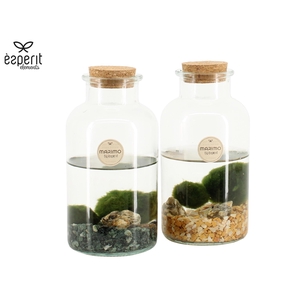 90527: Marimo arrangement