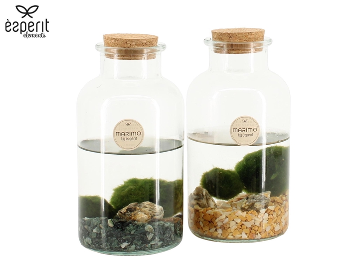 <h4>90527: Marimo arrangement</h4>