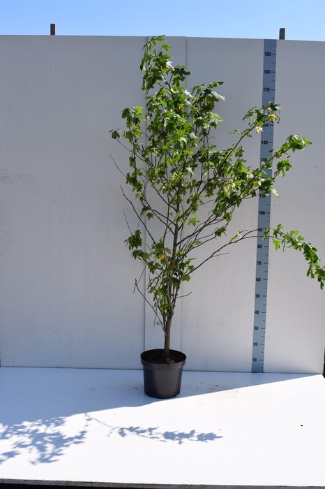 <h4>Cercidiphylum japonicum100</h4>