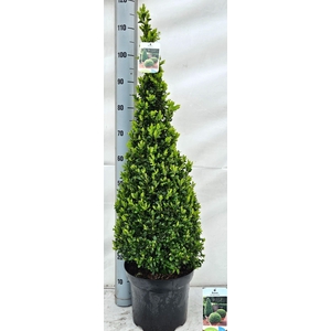 BUXU SE PYRAMIDALIS stock