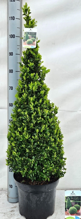 <h4>BUXU SE PYRAMIDALIS stock</h4>