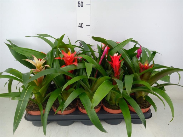 <h4>Bromelia   ...mix</h4>