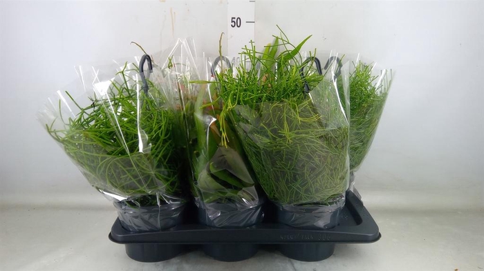 <h4>Rhipsalis   ...mix</h4>