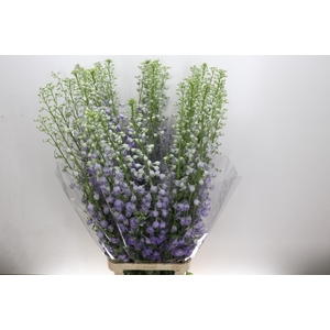 Delph Du Elatum Candle Lavender Shades