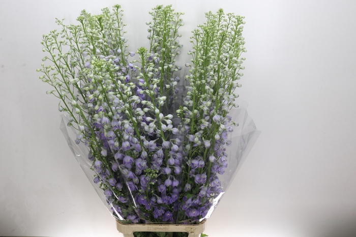 <h4>Delph Du Elatum Candle Lavender Shades</h4>