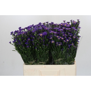 Aster Casamare