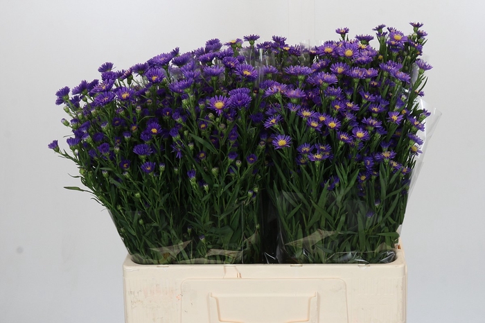 <h4>Aster Casamare</h4>