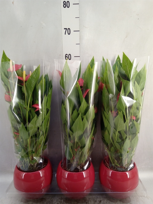 <h4>Anthurium andr. 'Mill Flowers Red'</h4>