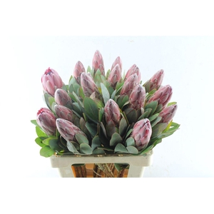 Protea Sharonette