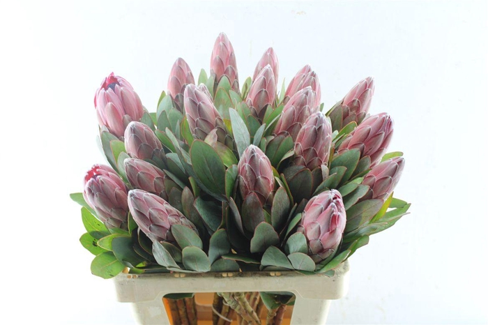 <h4>Protea Sharonette</h4>