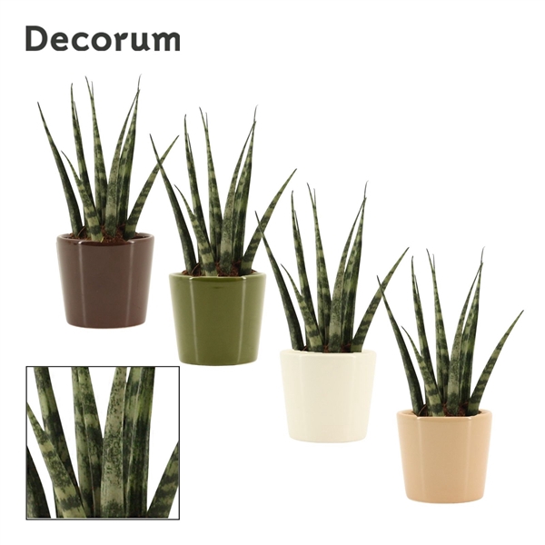 <h4>Sansevieria Fernwood 6 cm in Manuela (Stone Touch-collection)</h4>