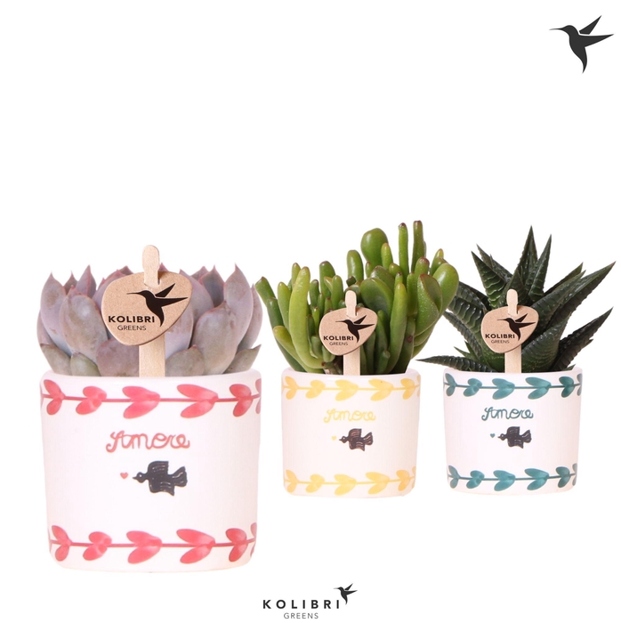 <h4>Kolibri Greens Succulenten mix in Amore pot mix</h4>
