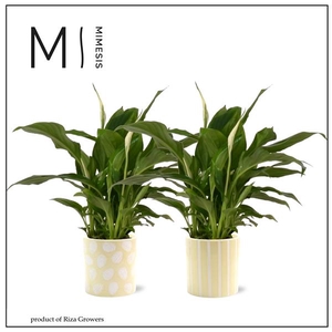 Spathiphyllum 'Chopin'