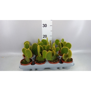 Opuntia microdasys var. pallida