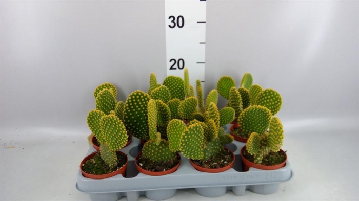 <h4>Opuntia microdasys var. pallida</h4>
