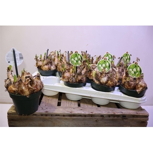 arr8 Leucoj Aestivum