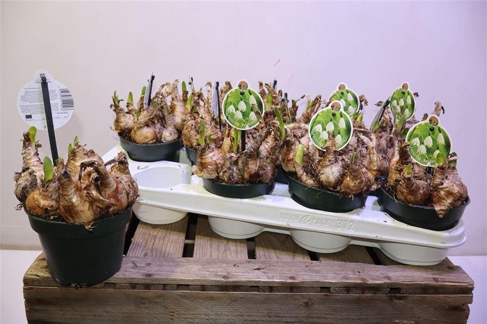 <h4>Leucoj Aestivum</h4>