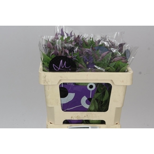 Clematis Blue Pirouette