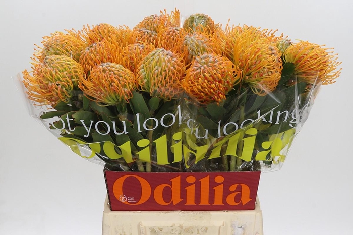 <h4>Nutans Soleil</h4>