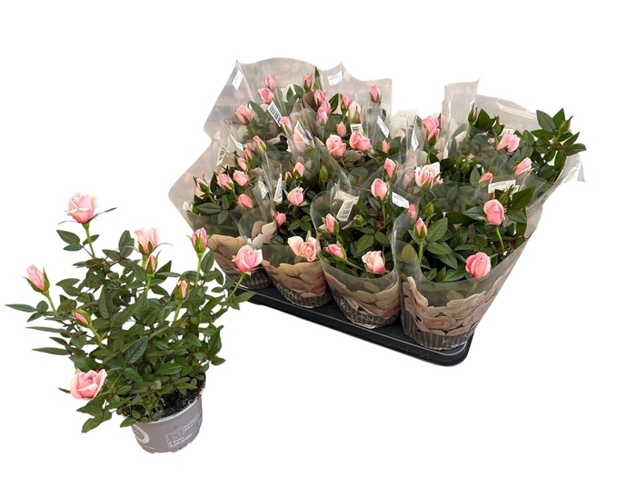 <h4>RO ROSAROMA PINK</h4>