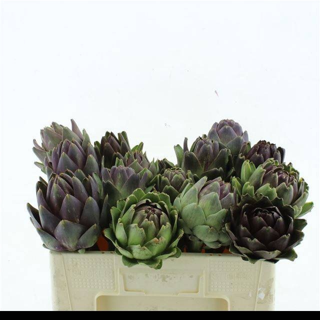 <h4>CYNARA SCOLYMUS</h4>