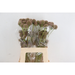 SCABIOSA STALLATA