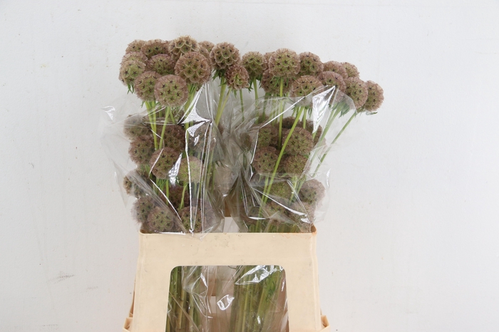 <h4>SCABIOSA STALLATA</h4>
