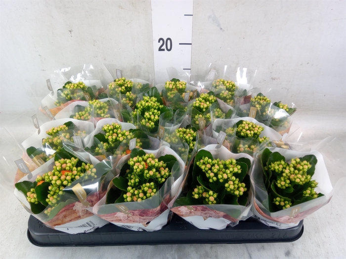 <h4>Kalanchoe blos. 'RosDon Pedro'</h4>