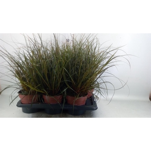 Uncinia rubra