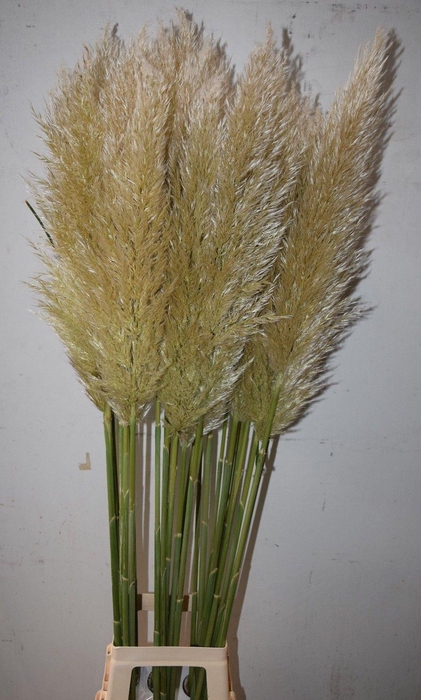 <h4>Corta Se Evita 130 Cm</h4>