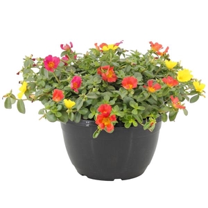 Portulaca gemengd in pot