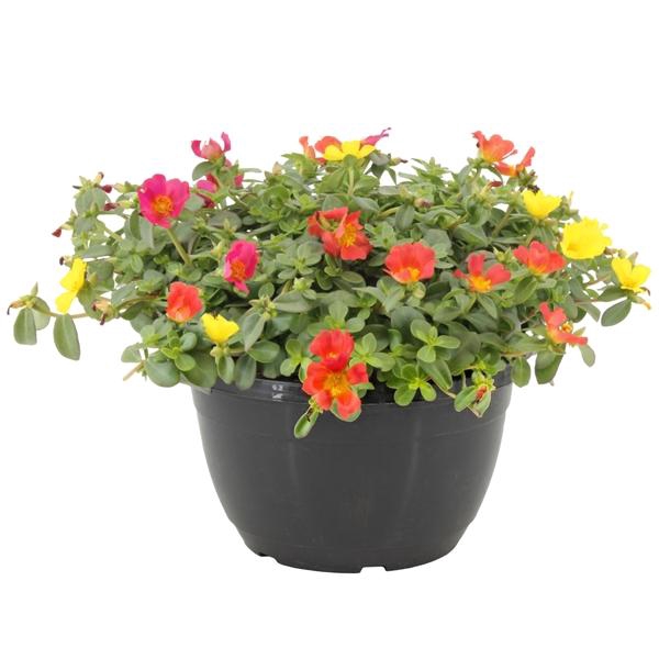 <h4>Portulaca gemengd in pot</h4>