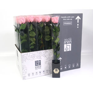 Rosa Preserved Stem 50cm Delicate Baby Pink