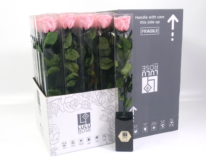 <h4>Rosa Preserved Stem 50cm Delicate Baby Pink</h4>