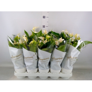 Anthurium andr. 'White Champion'