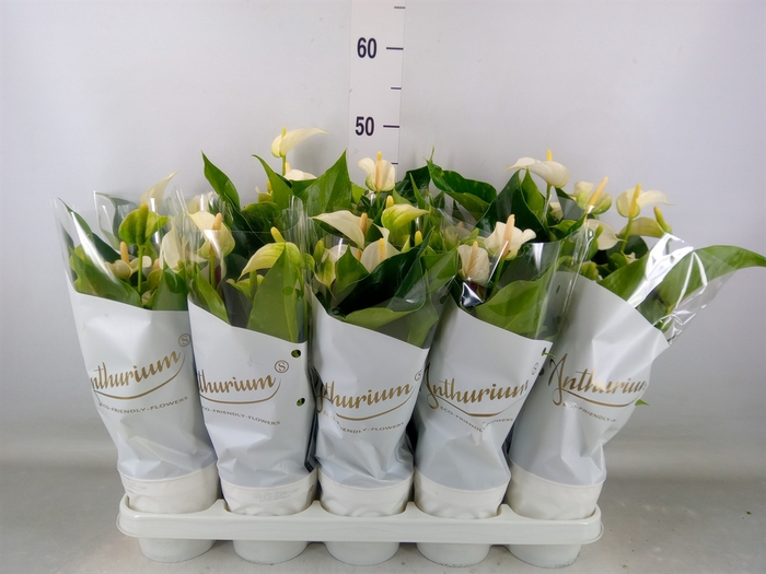 <h4>Anthurium andr. 'White Champion'</h4>