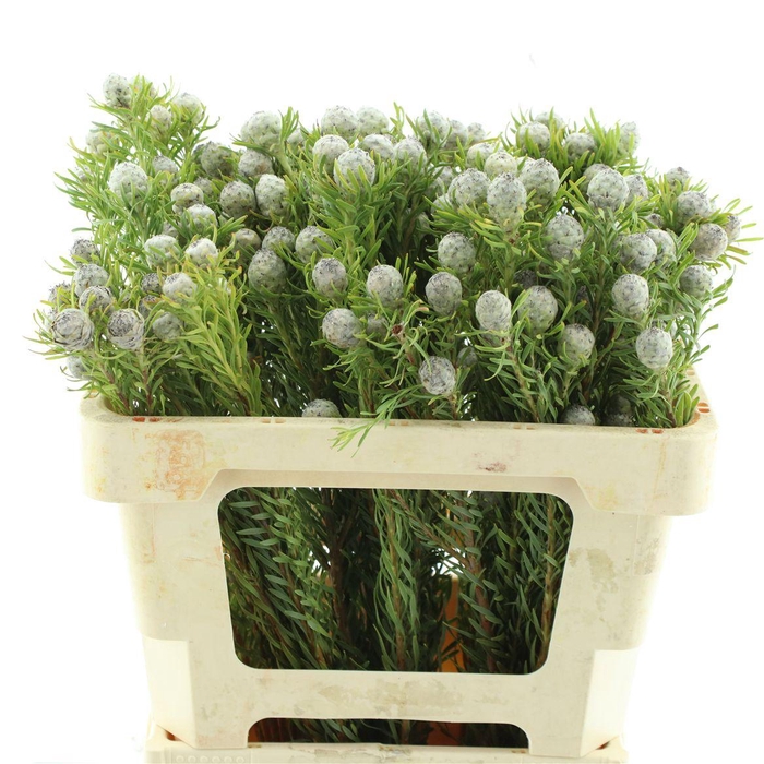 <h4>Leucad Ayoba Jade Pearl Spray</h4>